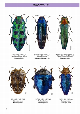 タマムシの魅力