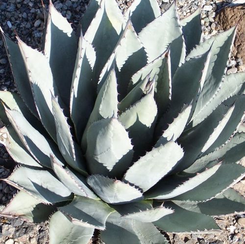 Agave neomexicana – The Exotic Seed Emporium