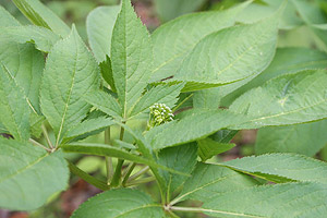 トチバニンジン、別名チクセツニンジン（菅平高原・ジョバンニ周辺の山