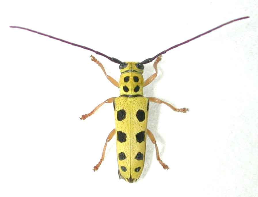 日本産カミキリムシ970種の写真掲載 カミキリムシ図鑑21世紀