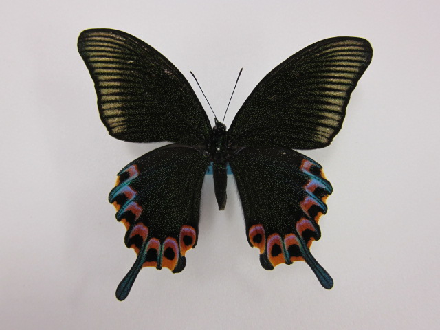 セイロンキシタアゲハ♂標本☆スリランカ☆ 106mm入手困難エリア鮮度