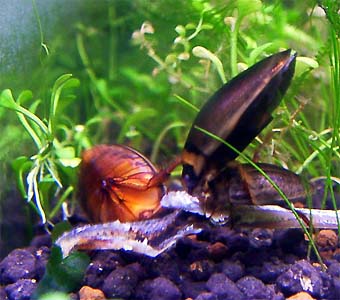 カラフトマルガタゲンゴロウ