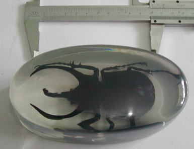 昆虫封入加工標本