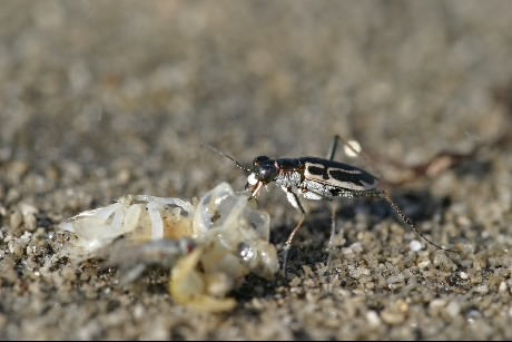 イカリモンハンミョウ 標本 残りわずか イカリモンハンミョウ