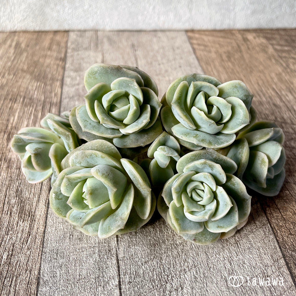 ラブリーローズ☆ – 多肉植物の通販・販売サイト tawawa