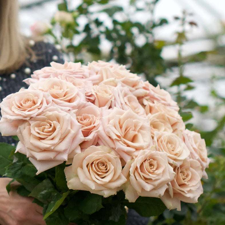 Quicksand – 56Flowers