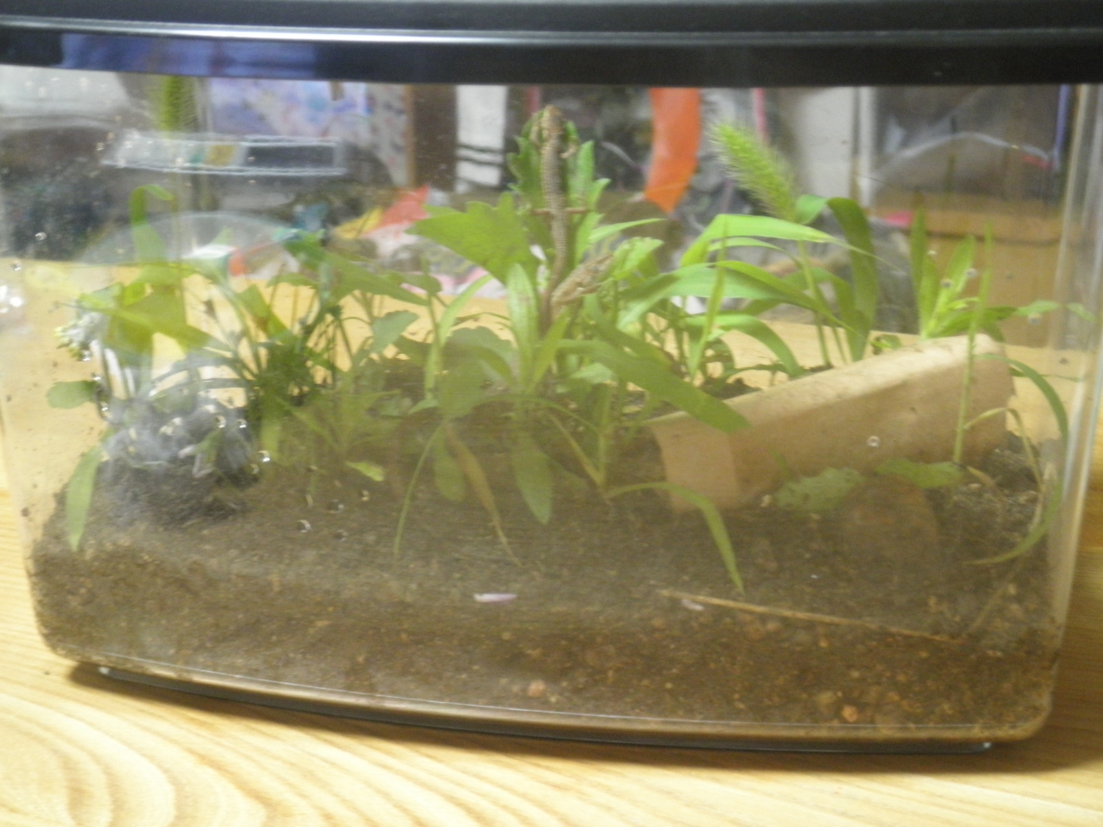 植物 | 研究室ブログ