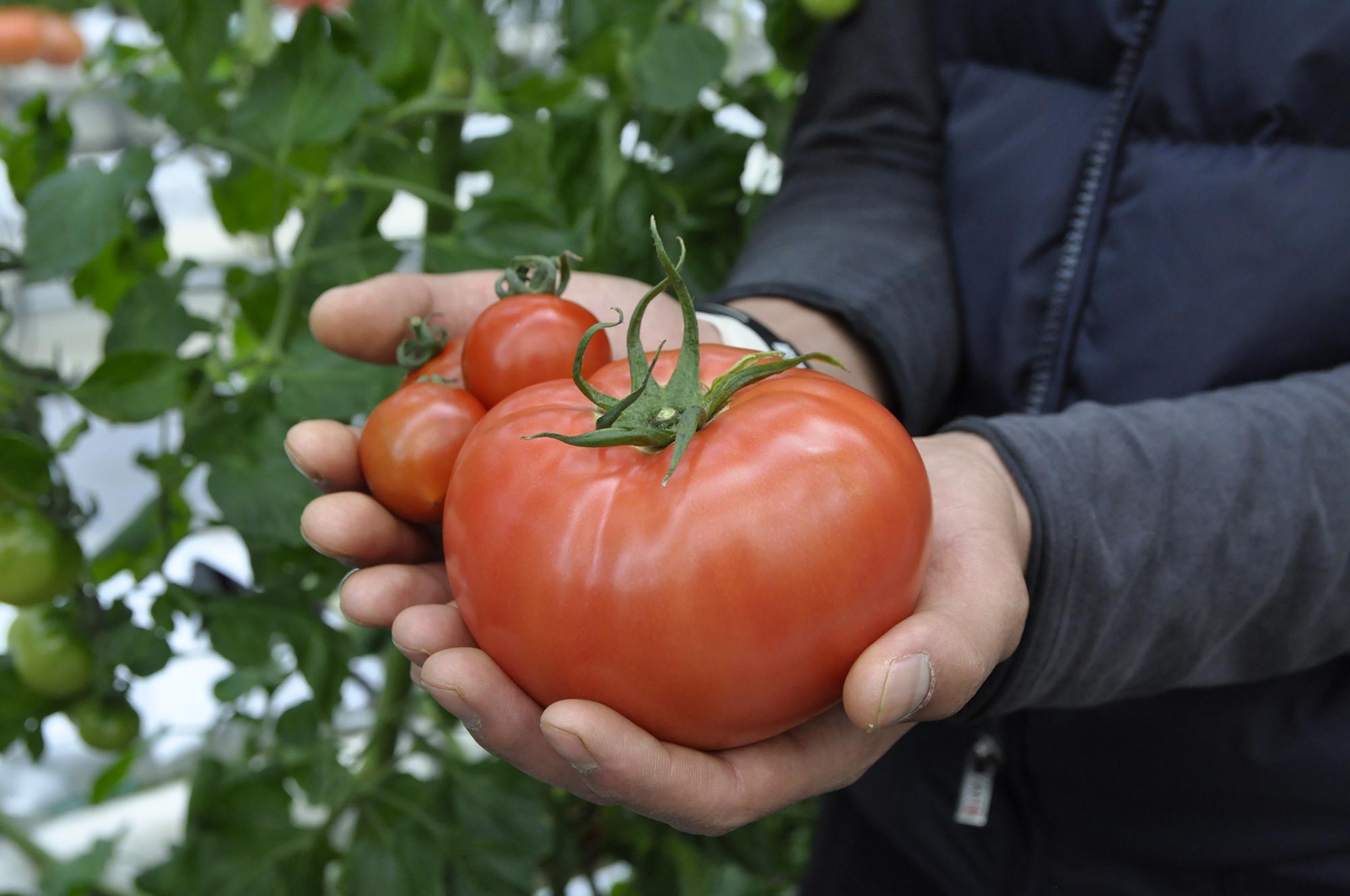株式会社デアルケ 】200%トマトジュース | 200% Tomato Juice