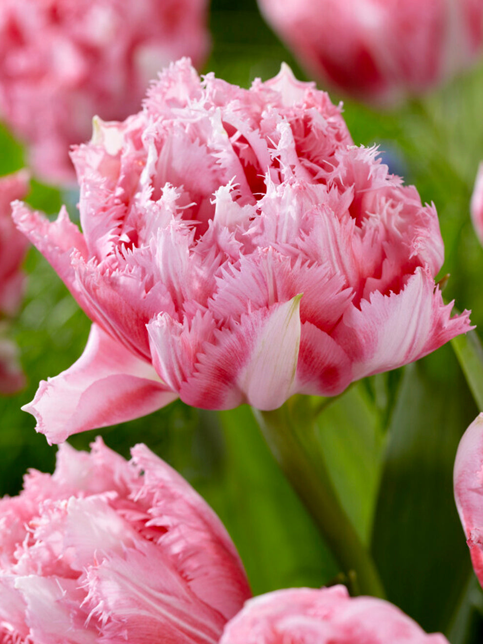 Tulip Crispion Sweet | Order Online at DutchGrown.com | Top Quality