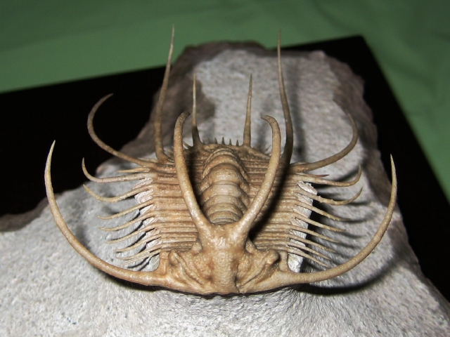 ロシア産三葉虫 Boedaspis ensifer (ボエダスピス エンシファー)