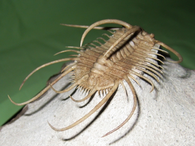 ロシア産三葉虫 Boedaspis ensifer (ボエダスピス エンシファー)