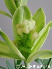 グリーンリリアルプ