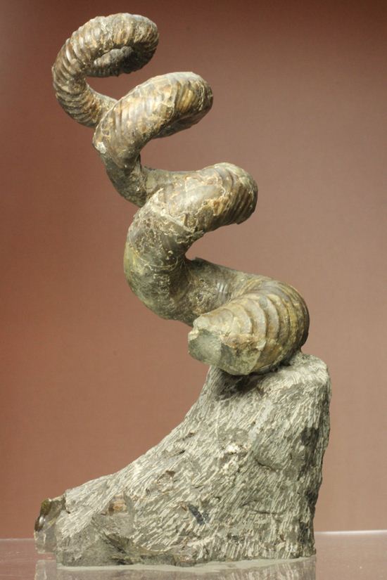 北海道の異常巻きアンモナイトが登場！ユーポストリコセラス