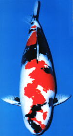 錦鯉・コイマート