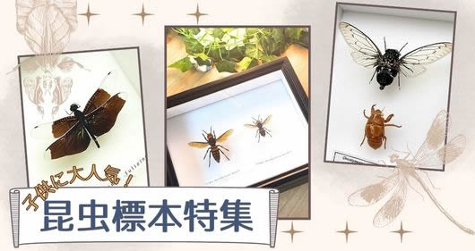 木箱標本ワイド , 蝶の標本 販売・通販のNatureShop|モルフォや
