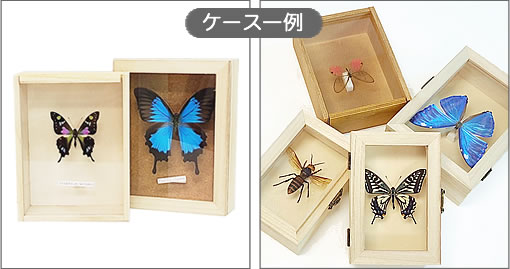 メネラウスモルフォ , 蝶の標本 販売・通販のNatureShop|モルフォや