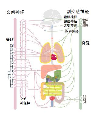 小金井市 武蔵小金井 腰痛 肩こり 整体 こがねいカイロプラクティック