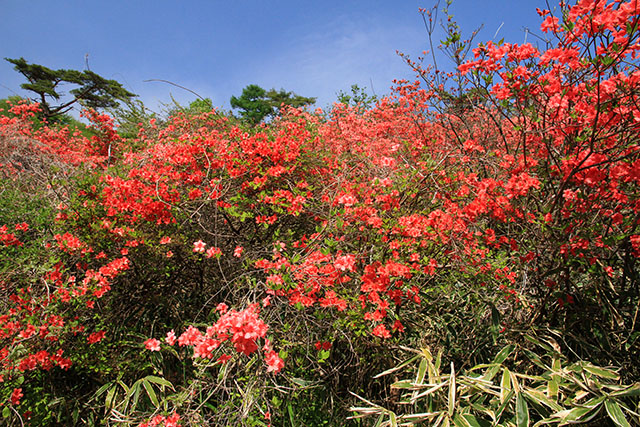 ヤマツツジ／霧降高原～四季の山野草