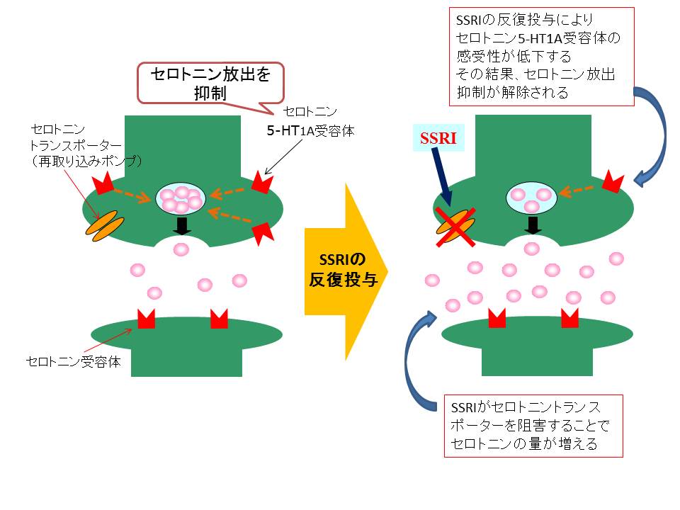 フルボキサミンマレイン酸塩・パロキセチン塩酸塩水和物