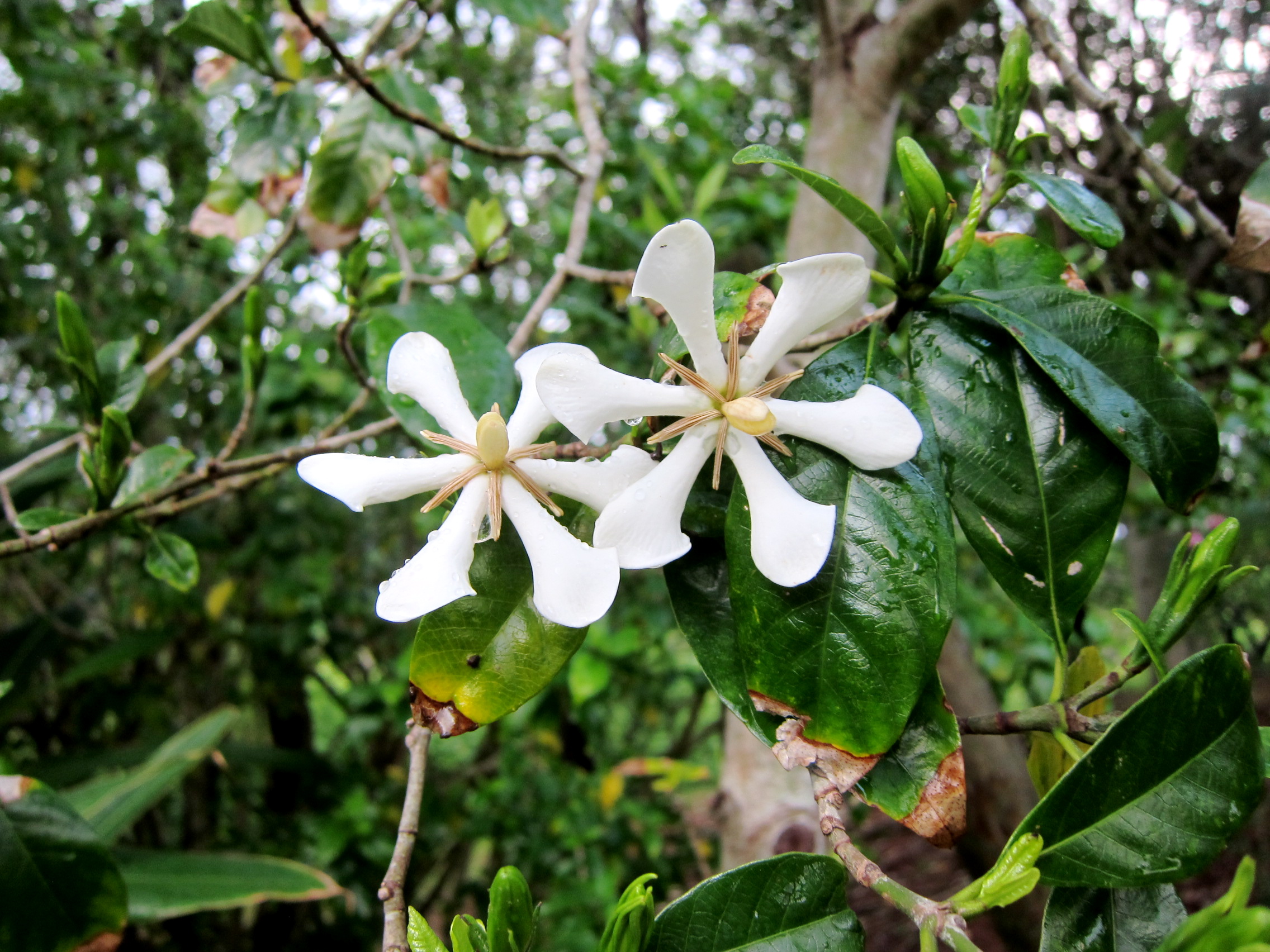 クチナシ（梔子） - 沖縄百科事典 あじまぁ