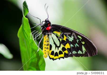 ミドリメガネトリバネアゲハのオスの写真素材 [5499031] - PIXTA