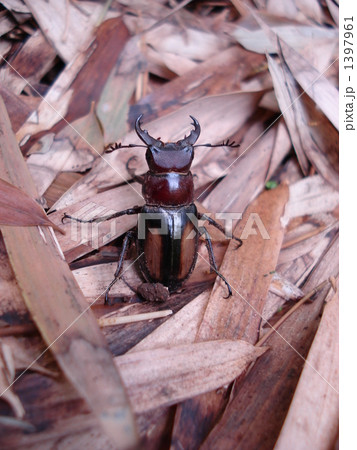 ミクラミヤマクワガタ（黄紋型）の写真素材 [1397961] - PIXTA
