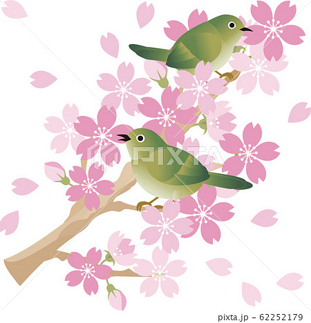 うぐいす メジロ 鳥 春 さくら お花見 のイラスト素材 [62252179] - PIXTA