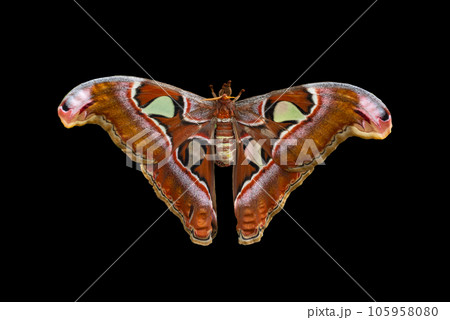 ヨナグニサン、日本最大、昆虫の中で翅の面積が最大のガの写真素材