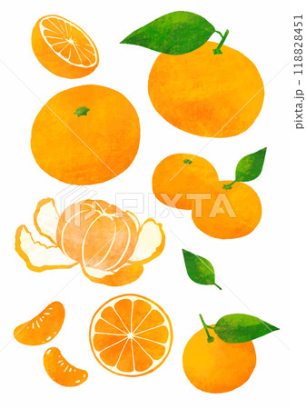 手書きのみかんのセットのイラスト素材 [118828451] - PIXTA