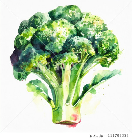 ブロッコリーの水彩画のイラスト素材 [111795352] - PIXTA