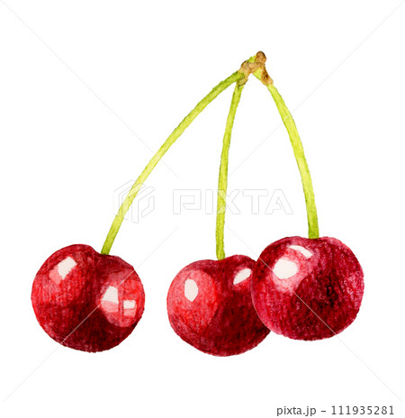 アメリカンチェリー（さくらんぼ） フルーツの手描き水彩イラスト素材
