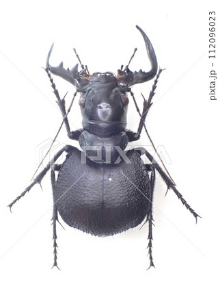 オオエンマハンミョウ Manticora scabraの写真素材 [112096023] - PIXTA