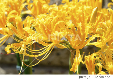 彼岸花 ショウキラン 植物 黄色の写真素材 - PIXTA