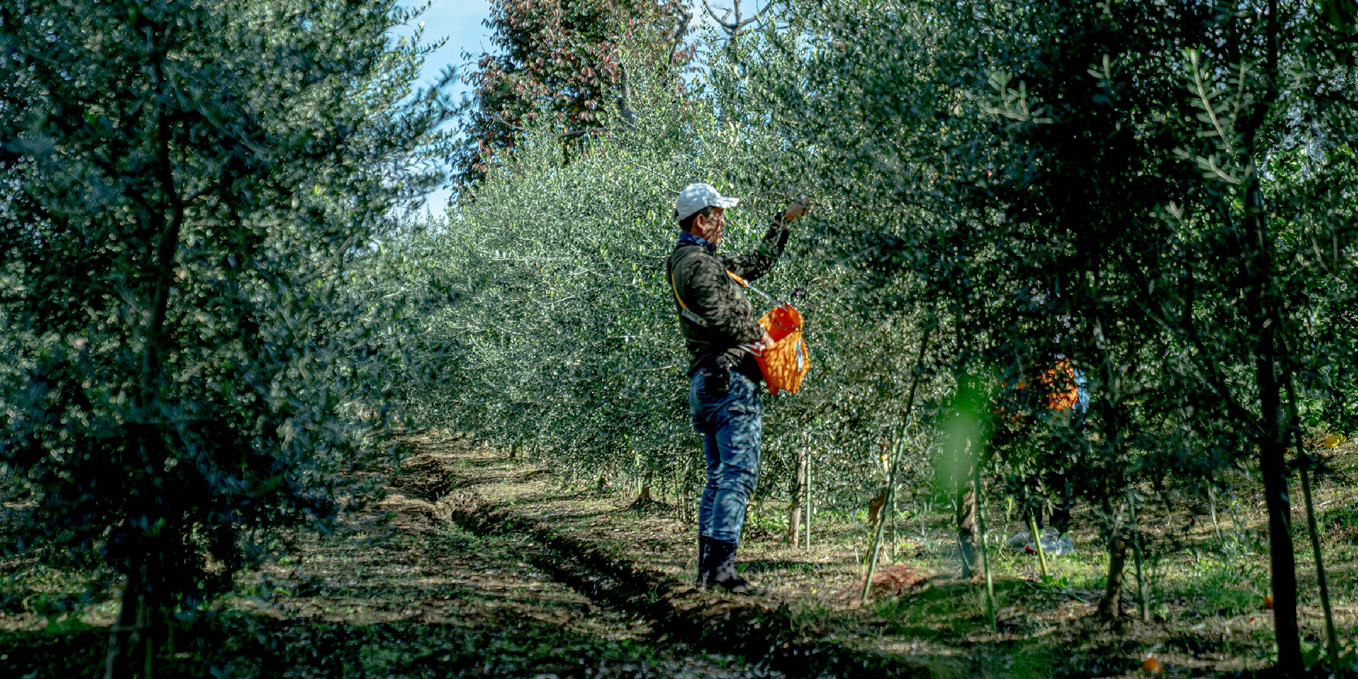 東京三鷹天神山オリーブ｜TOKYO MITAKA TENJINYAMA OLIVE