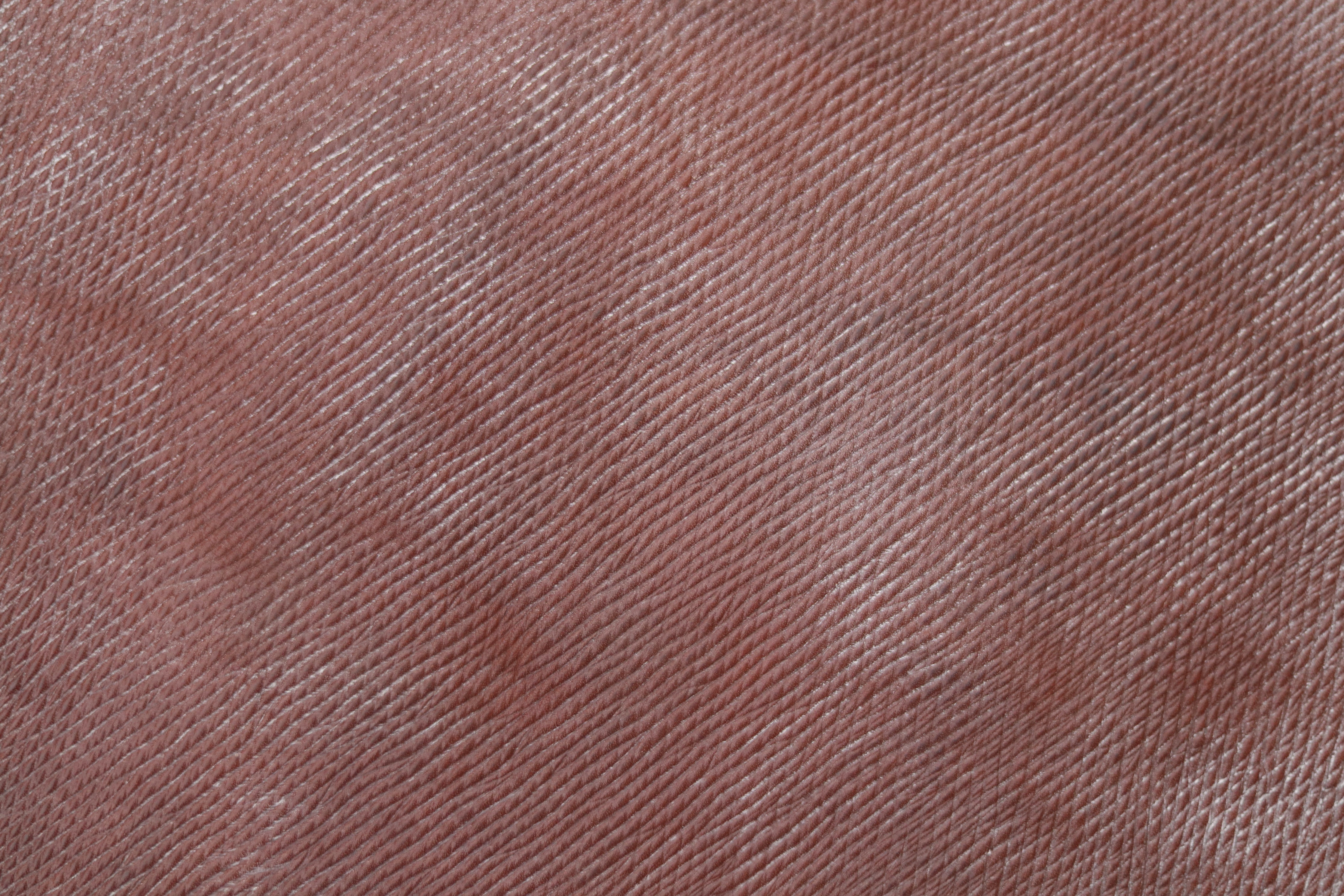 小物 2024 Baker Oak Bark Porosus / TONGUE 2024 Baker Oak Bark