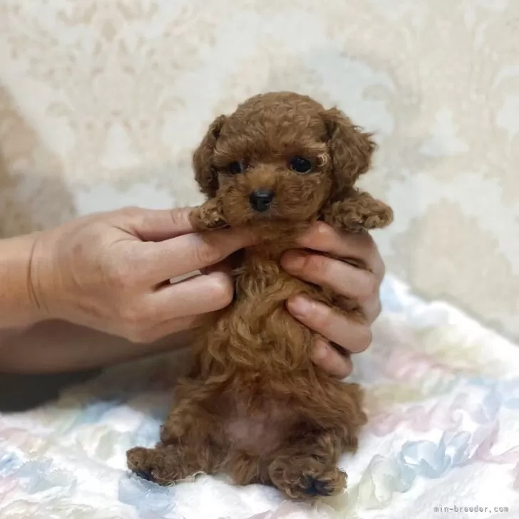 トイプードル専門店R | トイプードル専門店Rは、とびきりかわいいトイ