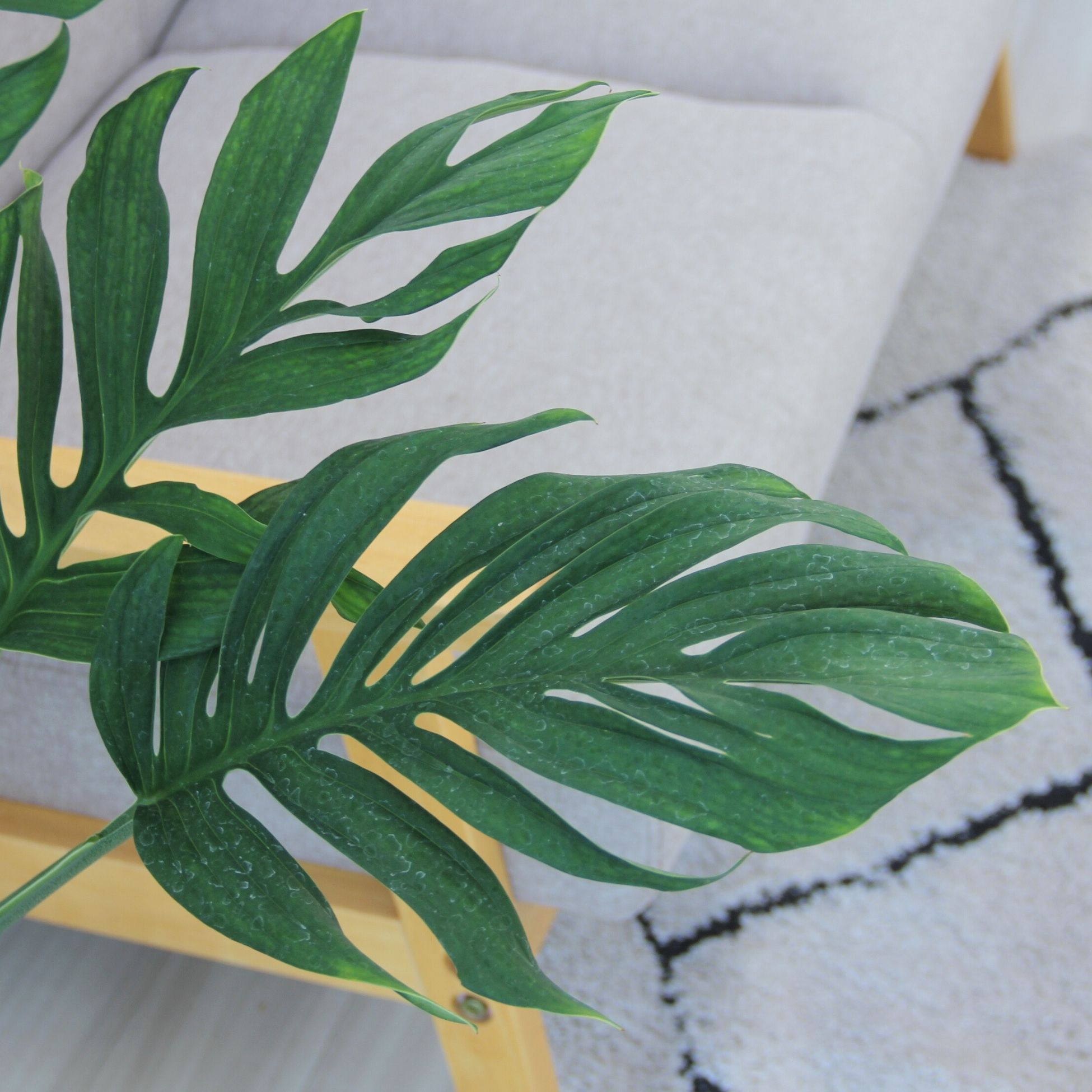 楽天市場】『モンステラ ジェイドウイング』Monstera 'Jade Wing' 8号