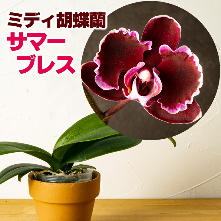 ♡*♡様 洋蘭 6ポット 胡蝶蘭 パフィオペディルム オンシジューム