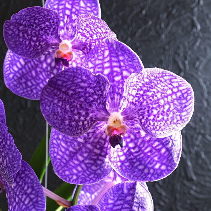 楽天市場】洋ランの苗『バンダ 「グローリーブルー」 【花咲く苗セット