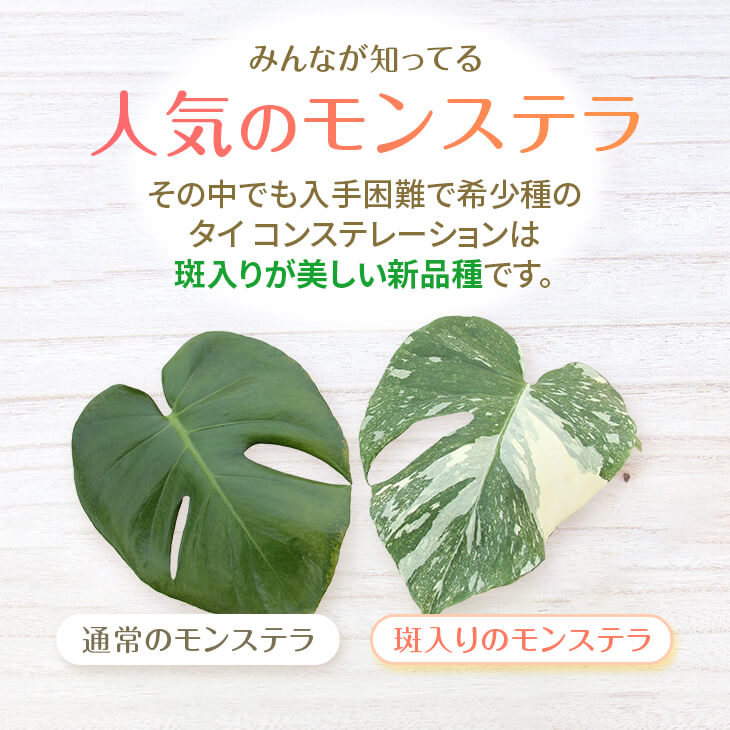 楽天市場】『斑入りモンステラ「タイ コンステレーション」』 2.5号