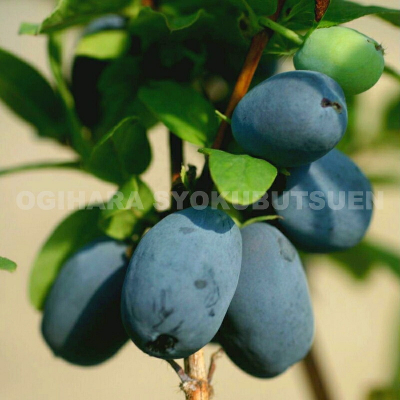 楽天市場】ハスカップ : おぎはら植物園