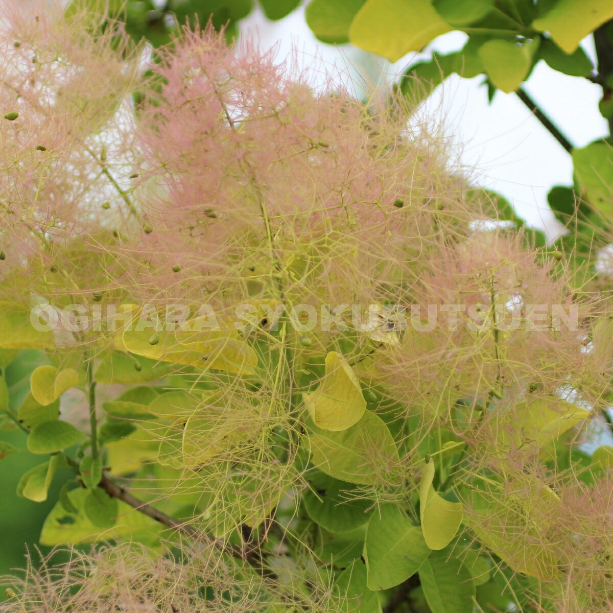 楽天市場】スモークツリー 'ゴールデン レディ'(PVP) : おぎはら植物園