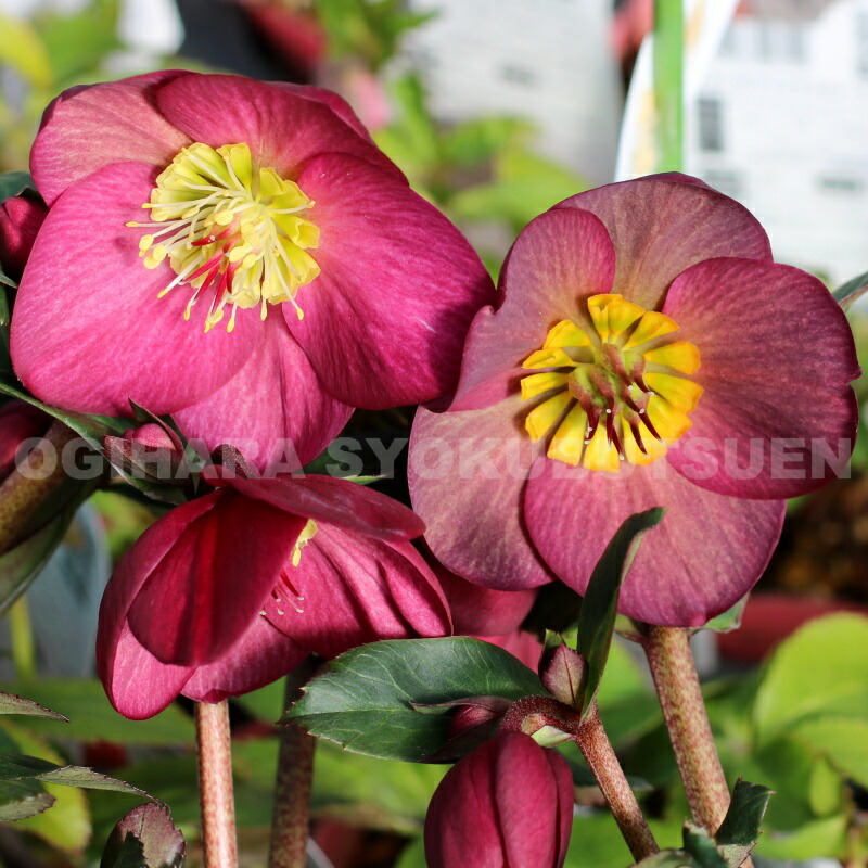 楽天市場】クリスマスローズ 'アイスブレーカー ルビー' 大苗（4.5号