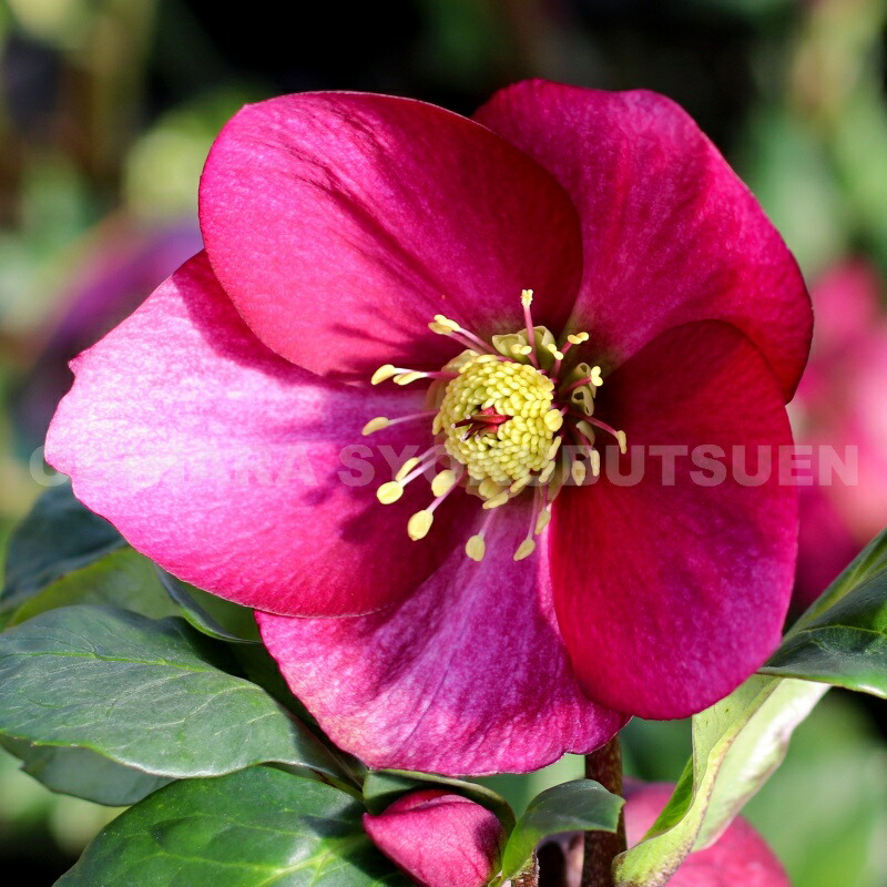 楽天市場】クリスマスローズ 雪の妖精 'レオナ' 大苗（4.5号）【開花