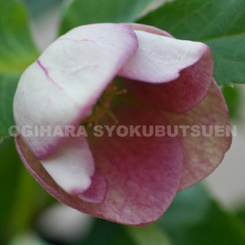 楽天市場】クリスマスローズ リバーシブル系（シングル）大苗 : お