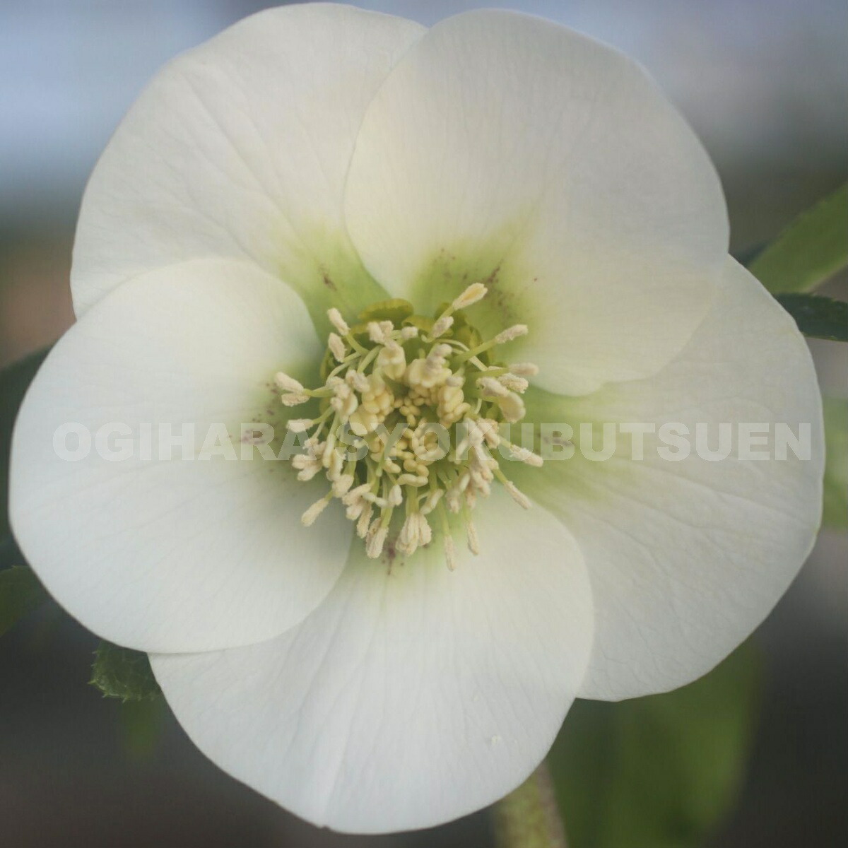 楽天市場】クリスマスローズ 白系（純白・シングル）大苗 : おぎはら植物園