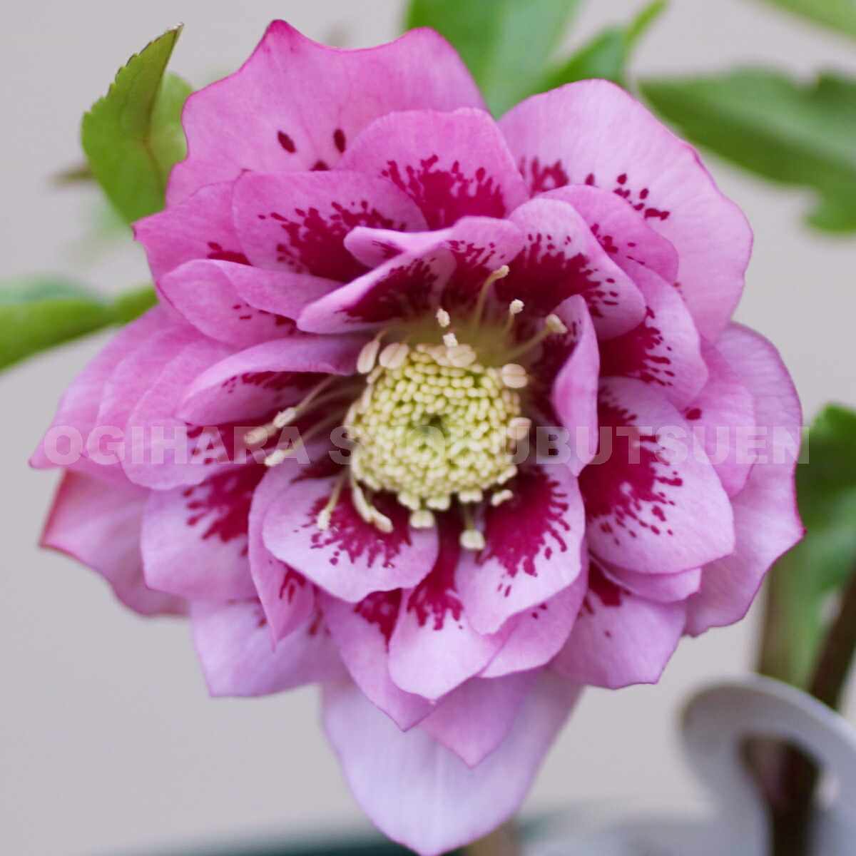 楽天市場】クリスマスローズ ピンク ブロッチ ダブル 大苗 : おぎはら