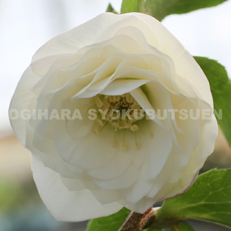 楽天市場】クリスマスローズ 多弁ダブル ホワイト系 大苗 : おぎはら植物園