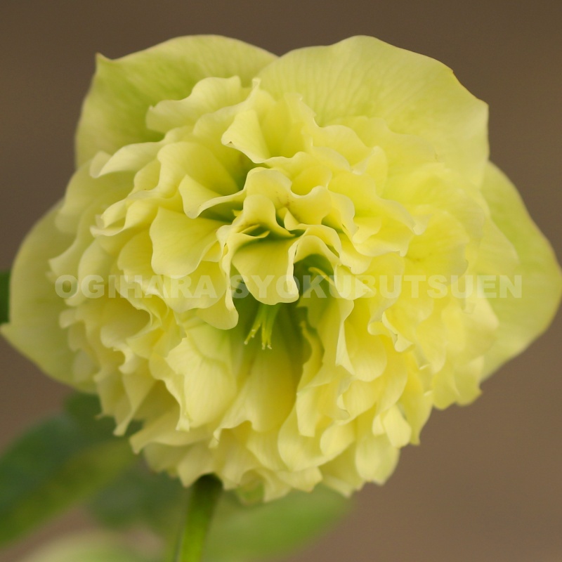 楽天市場】クリスマスローズ 多弁ダブル イエロー系 大苗 : おぎはら植物園