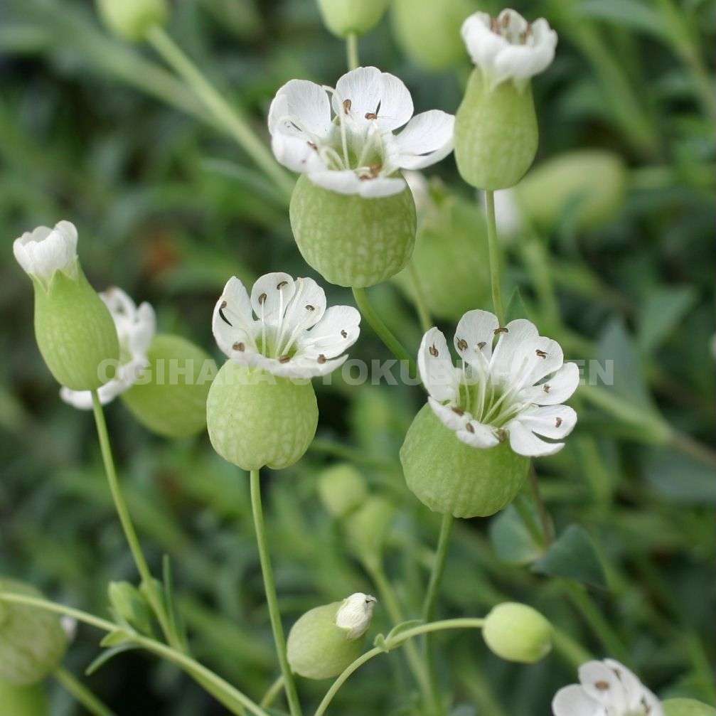 楽天市場】ユーカリ シネレアの通販